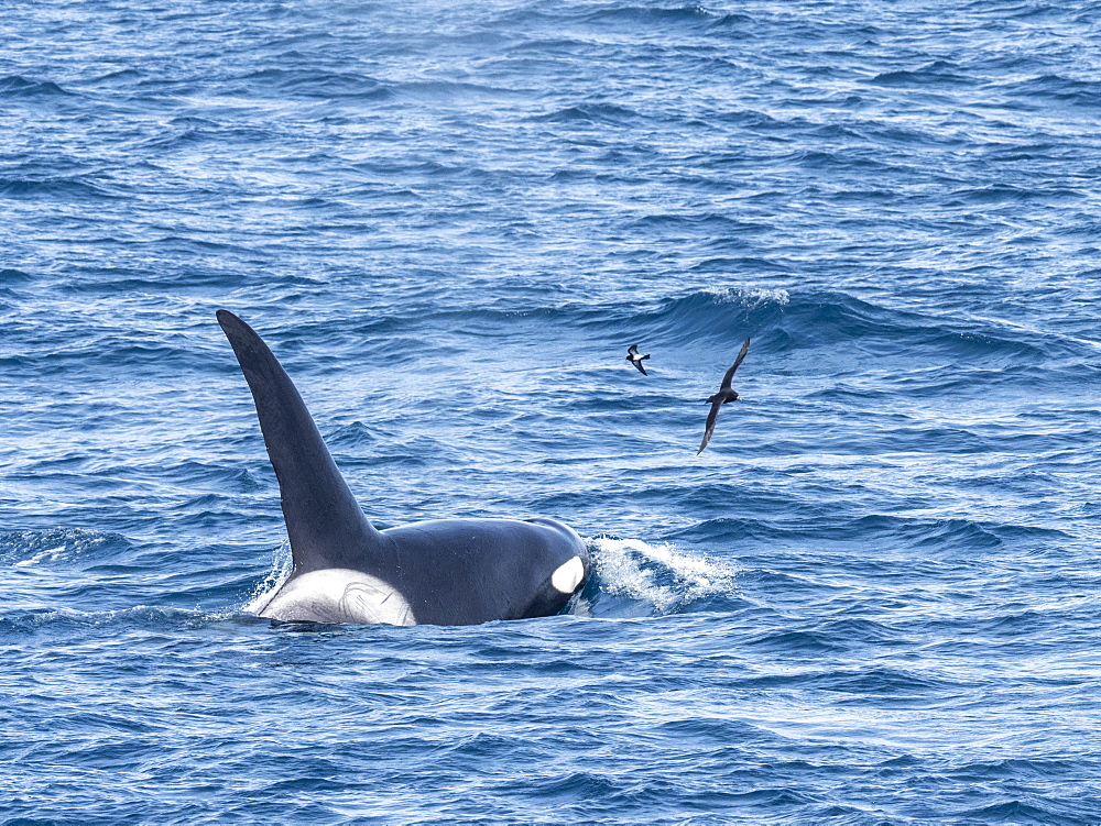 A pod of Type A killer whales (Orcinus orca), surfacing off the northwest coast of South Georgia, Polar Regions