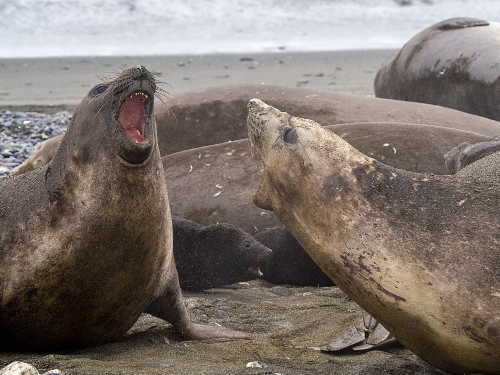 Female southern elephant seal with young male (Mirounga leoninar), on the beach at Salisbury Plain, South Georgia, Polar Regions