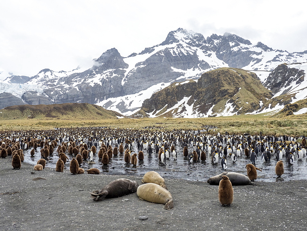 Southern elephant seal (Mirounga leoninar) weaners at breeding beach in Gold Harbor, South Georgia, Polar Regions