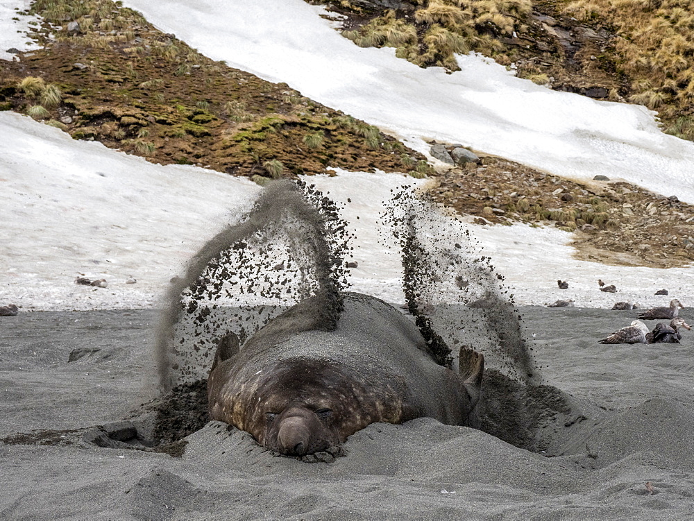 Southern elephant seal bull (Mirounga leoninar), throwing sand at breeding beach in St. Andrews Bay, South Georgia, Polar Regions