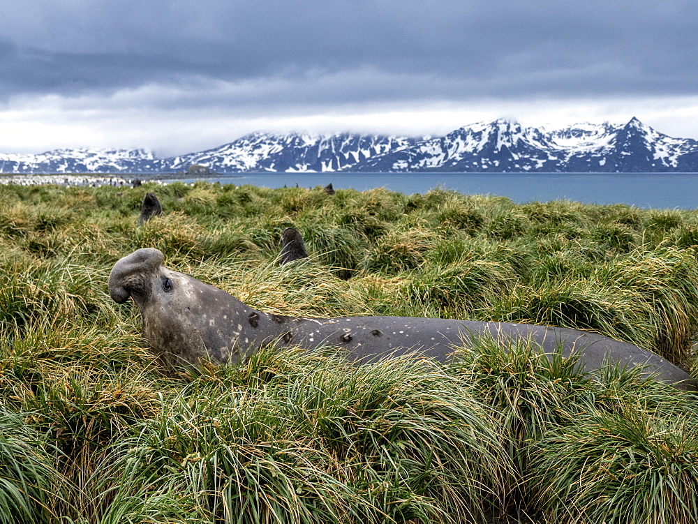 Southern elephant seal bull (Mirounga leoninar), in the tussah grass at Salisbury Plain, South Georgia, Polar Regions