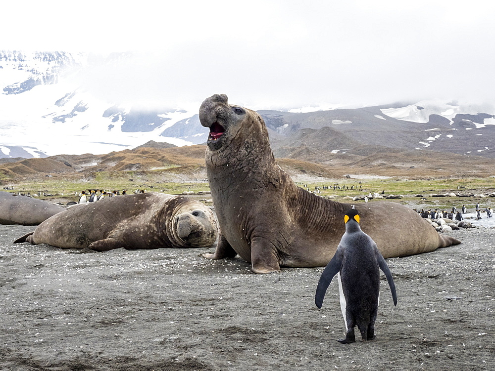 Southern elephant seal bull (Mirounga leoninar), sounding a challenge on the beach at Gold Harbor, South Georgia, Polar Regions