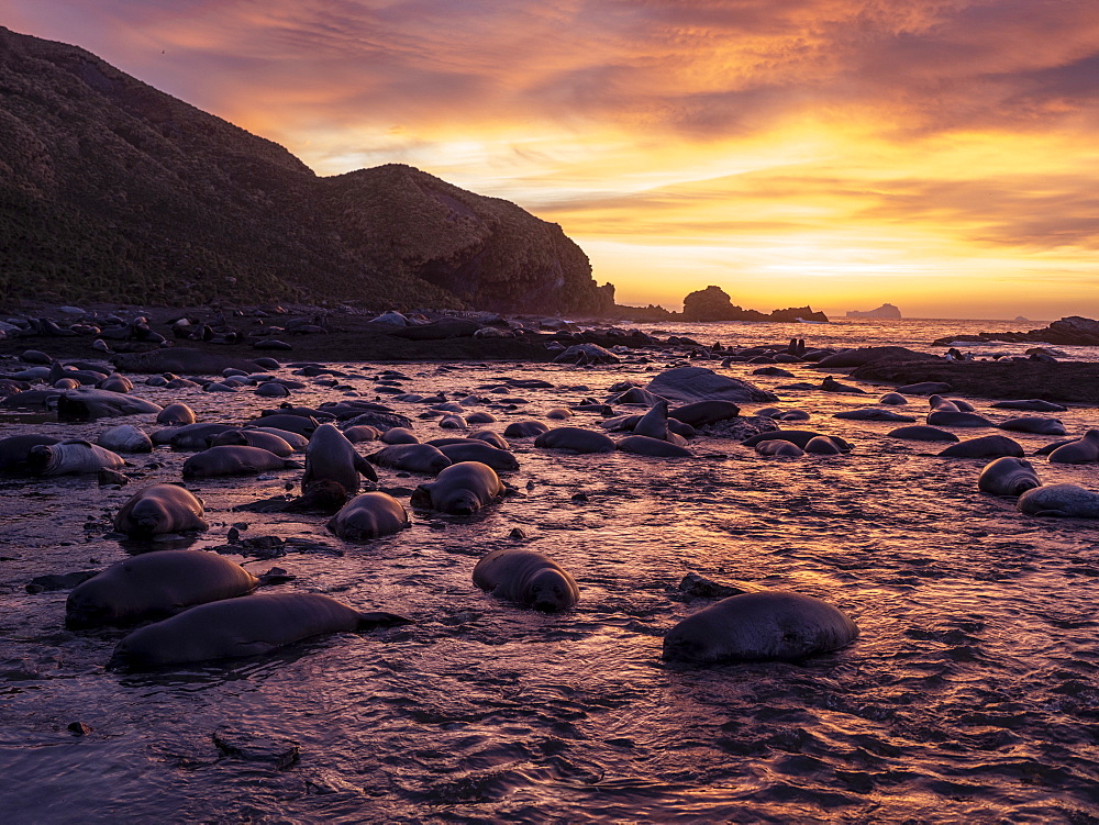 Southern elephant seals (Mirounga leoninar), on the beach at sunrise in Gold Harbor, South Georgia, Polar Regions