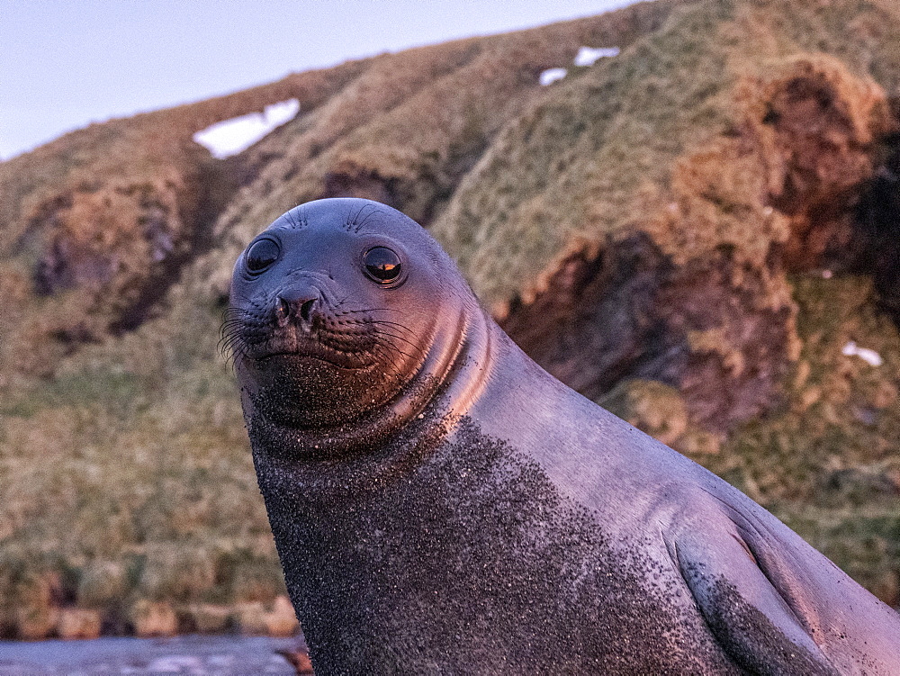 Southern elephant seal pup (Mirounga leoninar), on the beach at dawn in Gold Harbor, South Georgia, Polar Regions