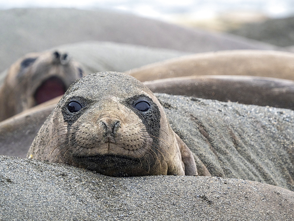 Female southern elephant sea (Mirounga leoninar), covered in sand on the beach in St. Andrews Bay, South Georgia, Polar Regions