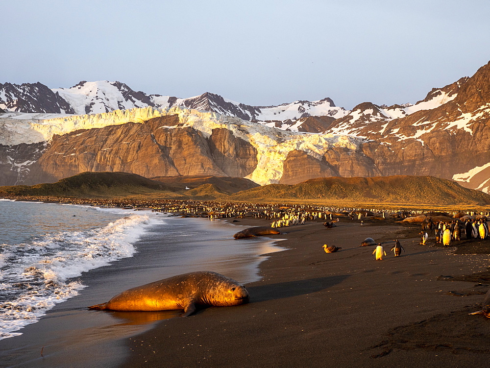 Southern elephant seal bull (Mirounga leoninar), on the beach at sunrise in Gold Harbor, South Georgia, Polar Regions