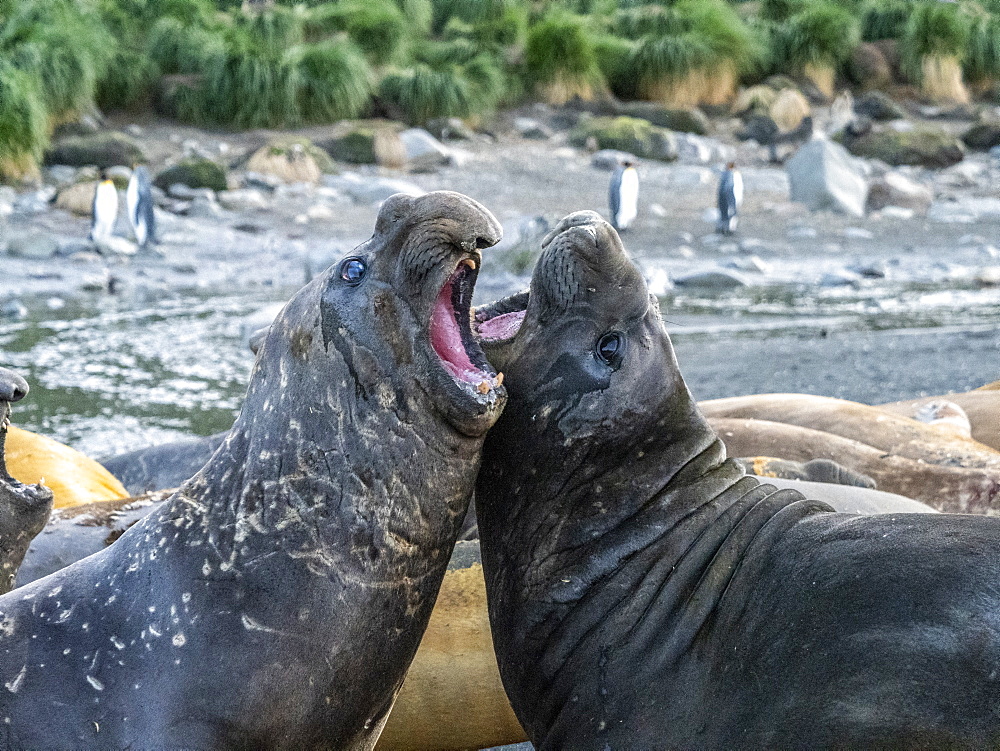 Young southern elephant seal bulls (Mirounga leoninar), mock-fighting on the beach in Gold Harbor, South Georgia, Polar Regions