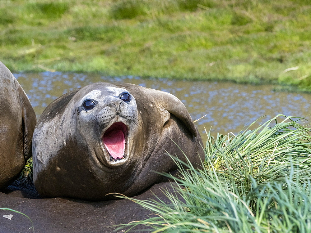 Southern elephant seal (Mirounga leoninar), molting on the beach in Stromness Harbor, South Georgia, Polar Regions