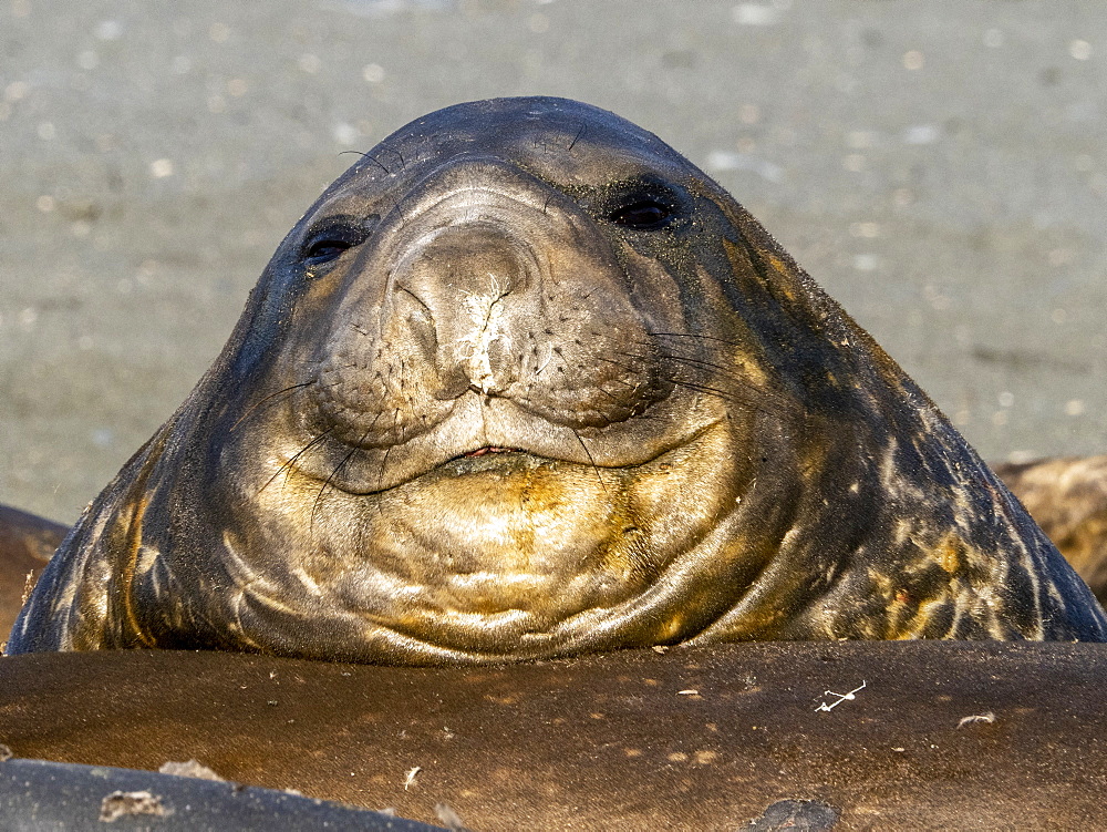 Young southern elephant seal bulls (Mirounga leoninar), molting on the beach in Gold Harbor, South Georgia, Polar Regions