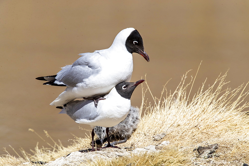 A pair of Andean gulls (Chroicocephalus serranus), mating in a lagoon, Andean Central Volcanic Zone, Chile, South America