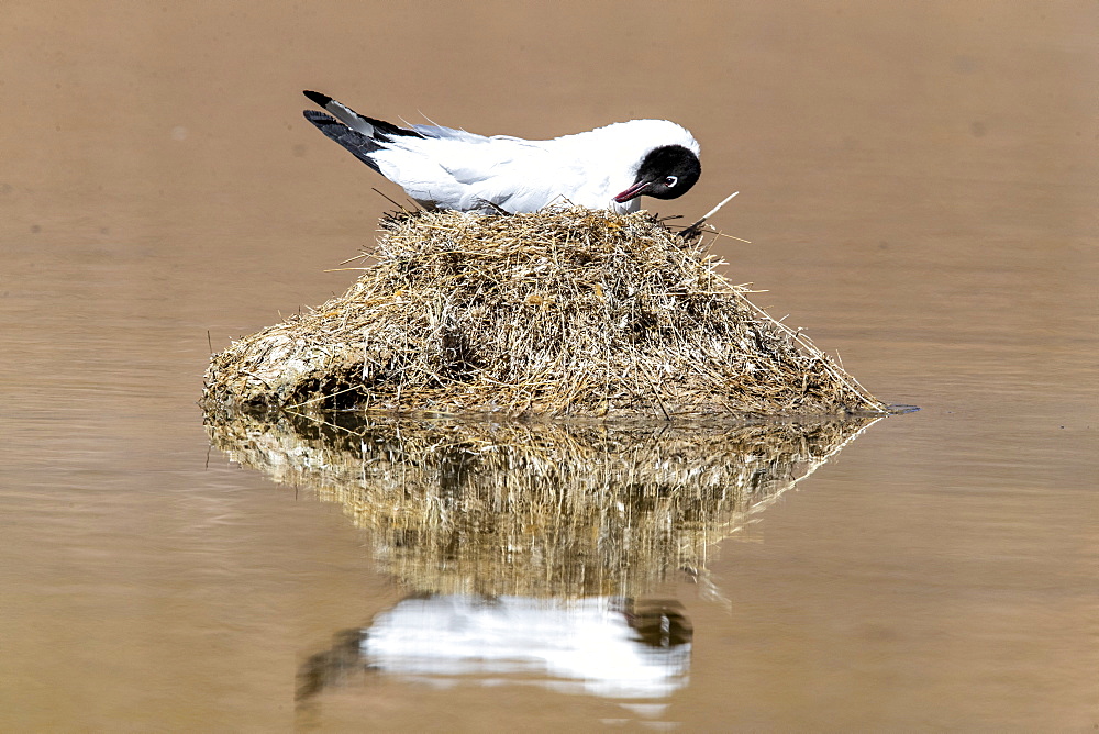 Andean gull (Chroicocephalus serranus) on its nest in a lagoon, Andean Central Volcanic Zone, Chile, South America