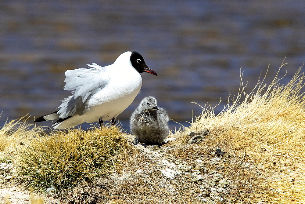 An adult Andean gull (Chroicocephalus serranus), with chick near its nest, Andean Central Volcanic Zone, Chile, South America