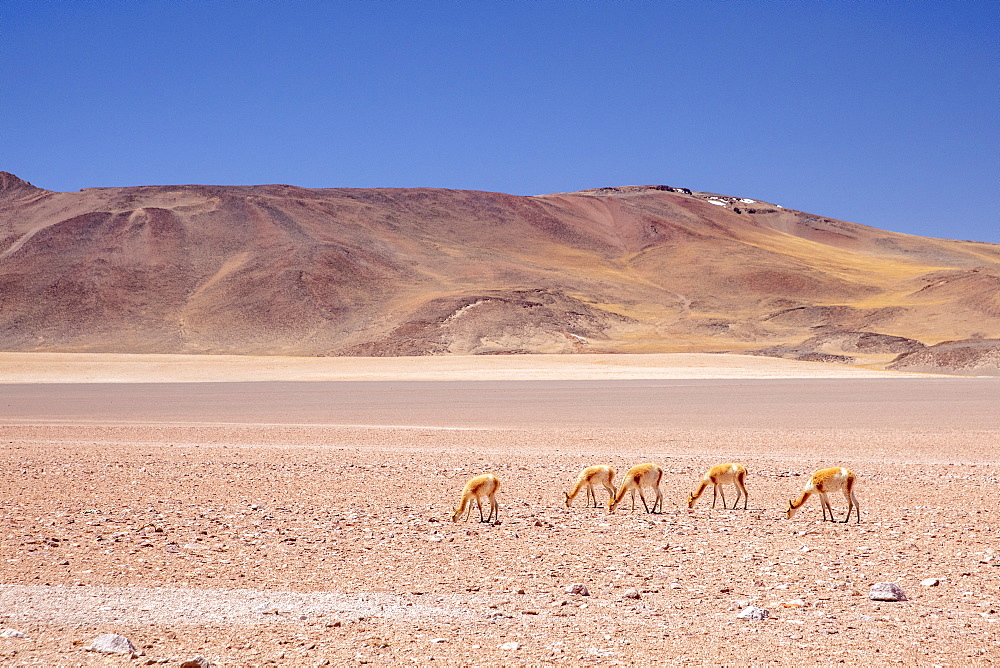 Adult vicunas (Vicugna vicugna), in the Andean Central Volcanic Zone, Antofagasta Region, Chile, South America