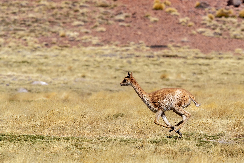 Adult vicuna (Vicugna vicugna), in the Andean Central Volcanic Zone, Antofagasta Region, Chile, South America