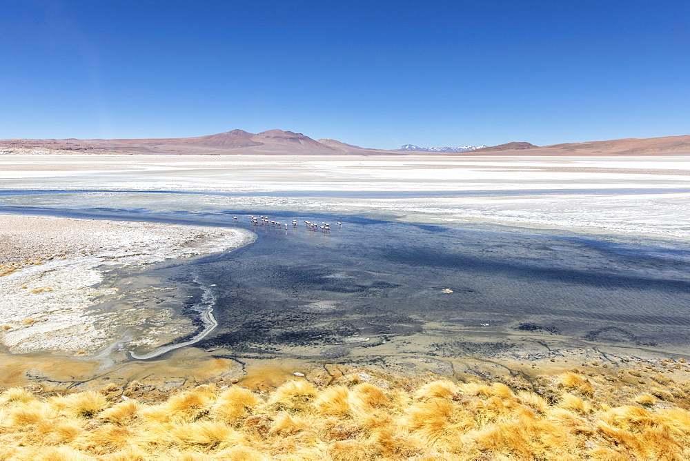 Andean flamingos (Phoenicoparrus andinus), Laguna Tara, Los Flamencos National Reserve, Antofagasta Region, Chile, South America