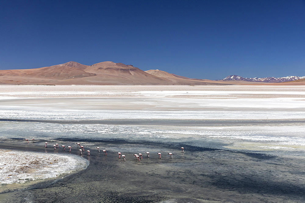 Andean flamingos (Phoenicoparrus andinus), Laguna Tara, Los Flamencos National Reserve, Antofagasta Region, Chile, South America.