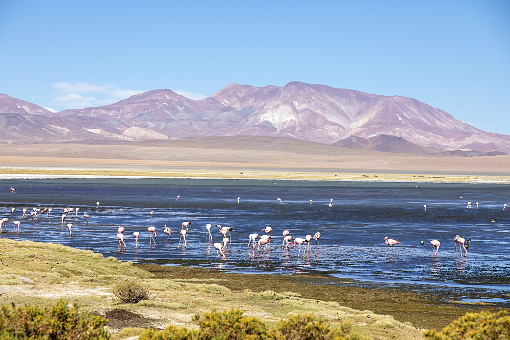 James's flamingos (Phoenicoparrus jamesi), Salar de Tara y Aguas Calientes I, Los Flamencos National Reserve, Chile, South America