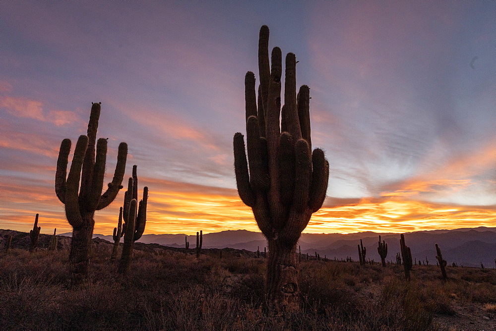 Sunset on Argentine saguaro cactus (Echinopsis terscheckii), Los Cardones National Park, Salta Province, Argentina, South America