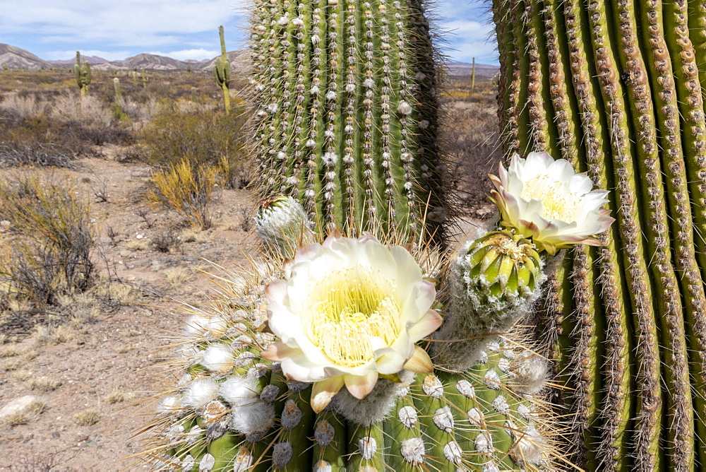 Argentine saguaro cactus (Echinopsis terscheckii) in flower, Los Cardones National Park, Salta Province, Argentina, South America