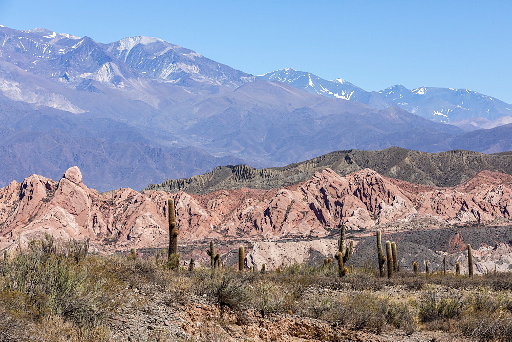 Argentine saguaro cactus (Echinopsis terscheckii), Los Cardones National Park, Salta Province, Argentina, South America