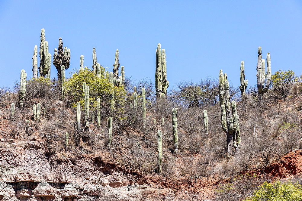 Argentine saguaro cactus (Echinopsis terscheckii), Los Cardones National Park, Salta Province, Argentina, South America