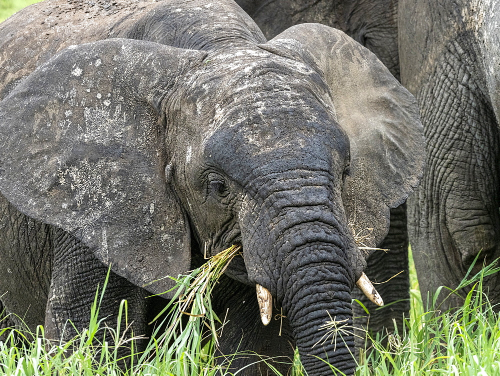 A young African bush elephant (Loxodonta africana), Tarangire National Park, Tanzania, East Africa, Africa