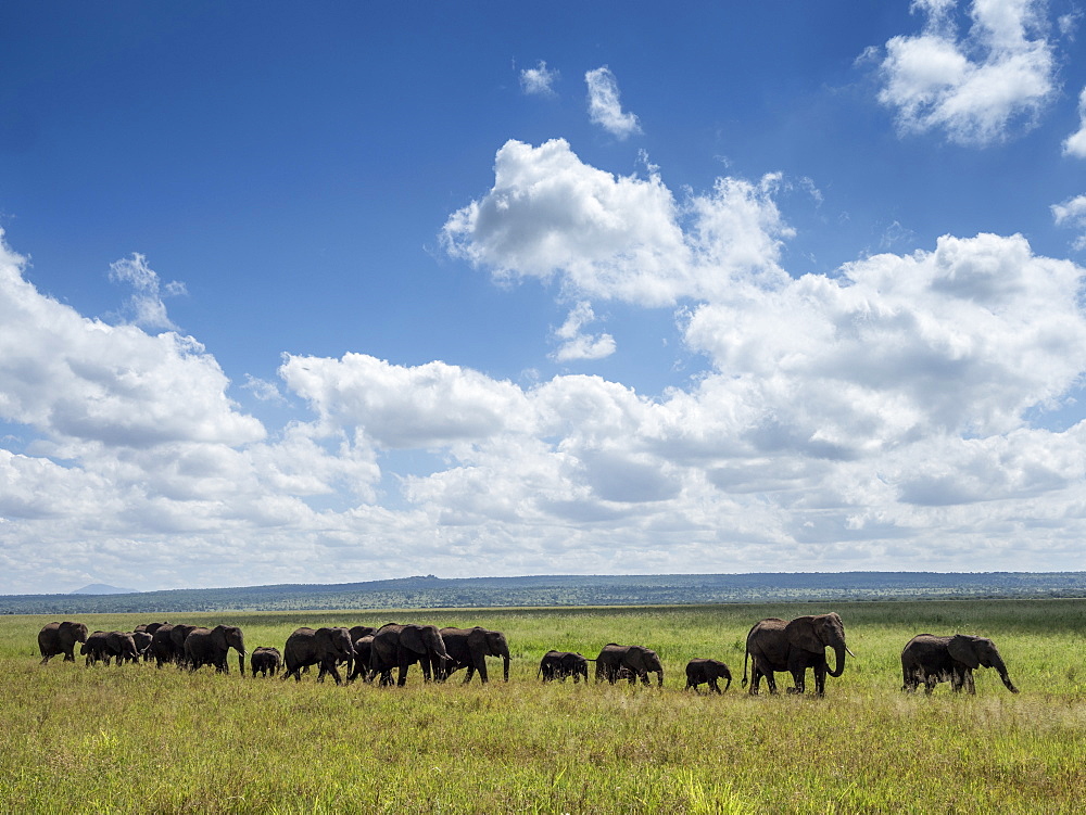 A herd of African bush elephants (Loxodonta africana), Tarangire National Park, Tanzania, East Africa, Africa