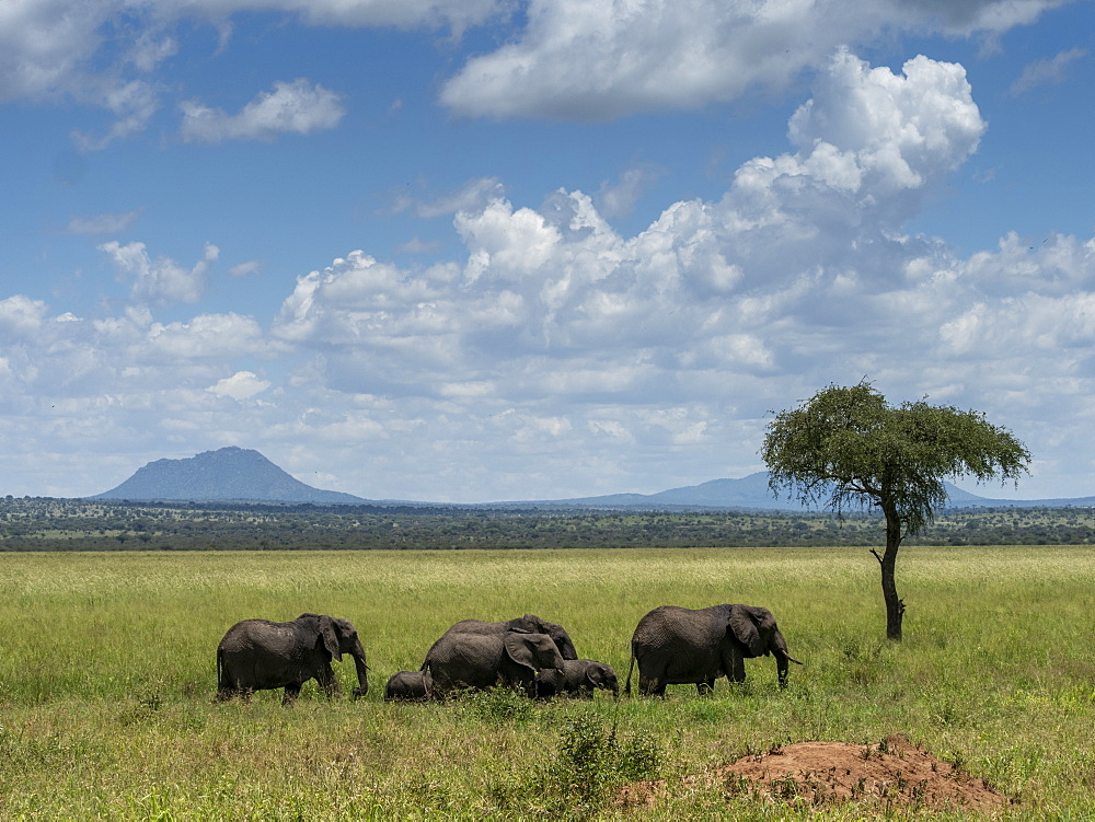 A herd of African bush elephants (Loxodonta africana), Tarangire National Park, Tanzania, East Africa, Africa