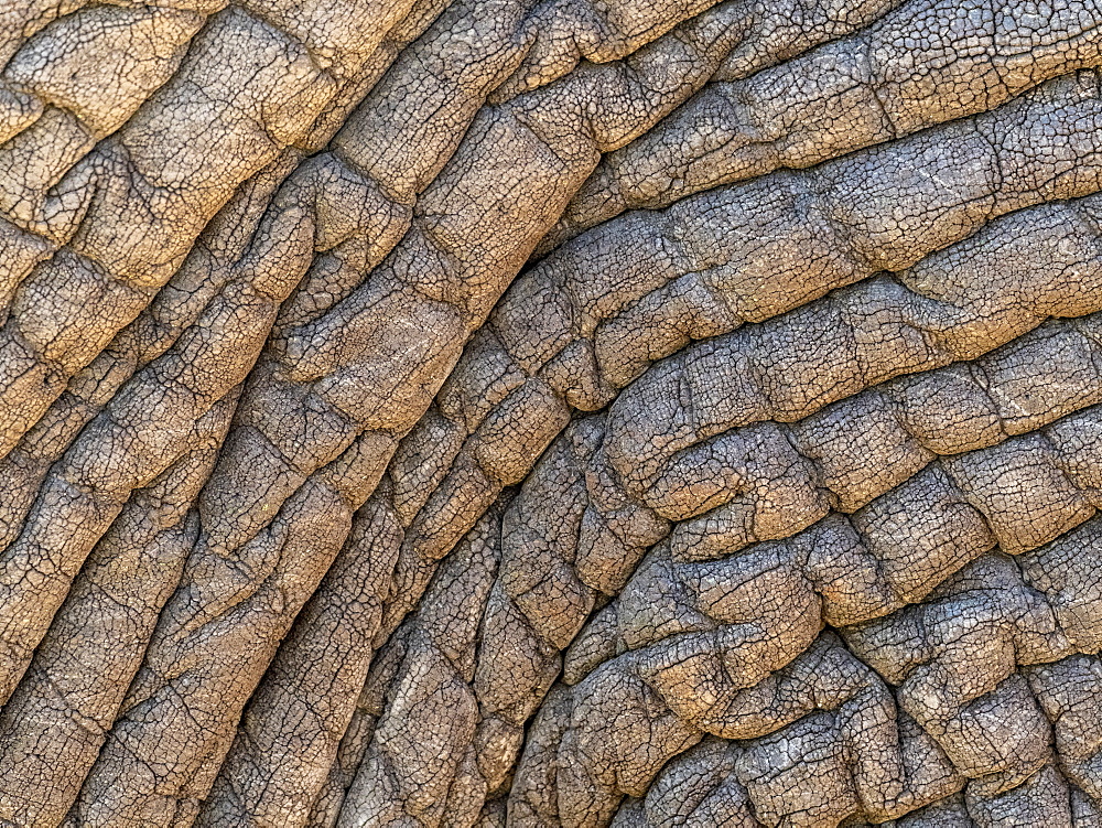 African bush elephant (Loxodonta africana), skin detail, Tarangire National Park, Tanzania, East Africa, Africa