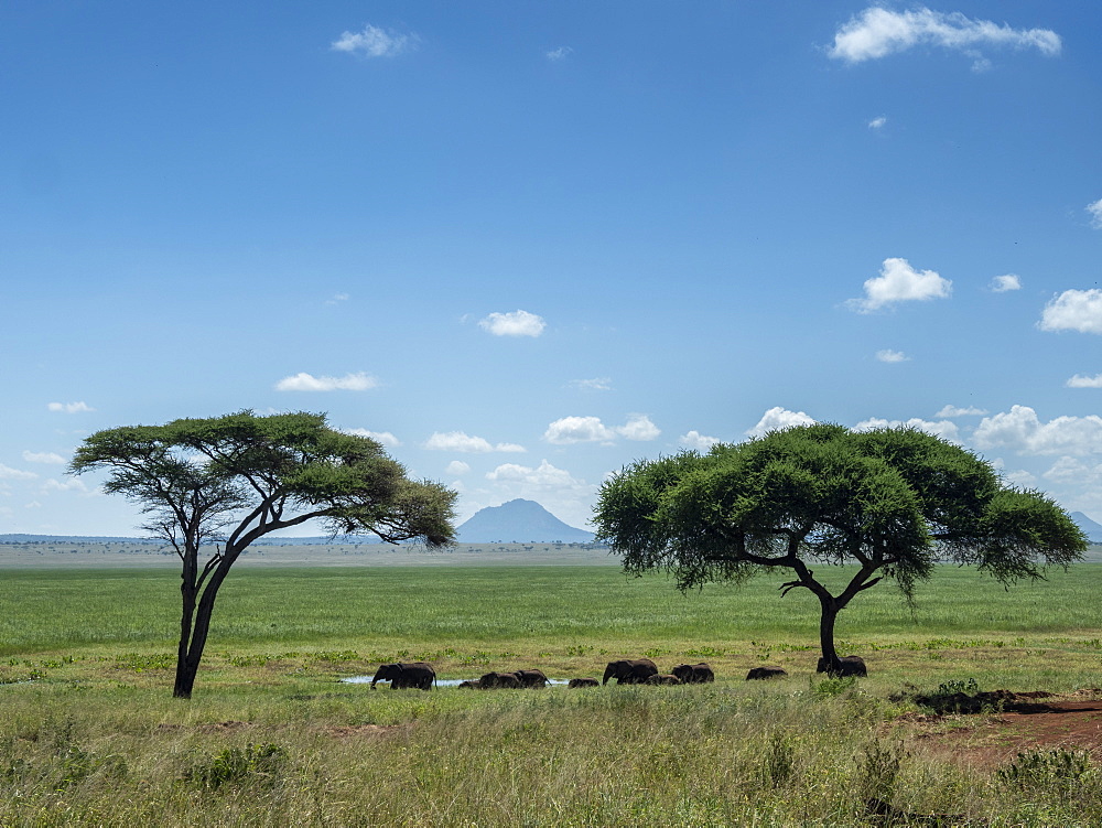 A herd of African bush elephants (Loxodonta africana), Tarangire National Park, Tanzania, East Africa, Africa