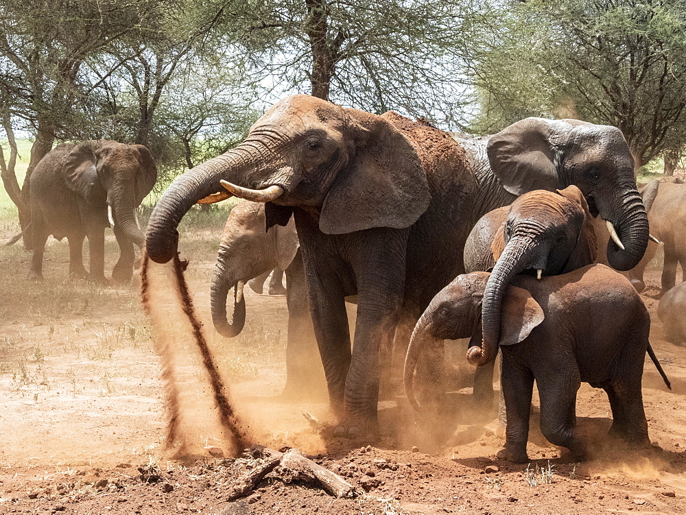 African bush elephants (Loxodonta africana), taking a dust bath, Tarangire National Park, Tanzania, East Africa, Africa