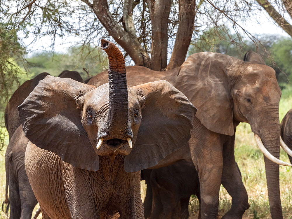 A young African bush elephant (Loxodonta africana), Tarangire National Park, Tanzania, East Africa, Africa