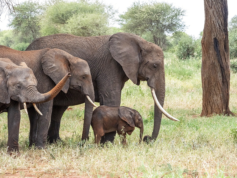 A herd of African bush elephants (Loxodonta africana), Tarangire National Park, Tanzania, East Africa, Africa