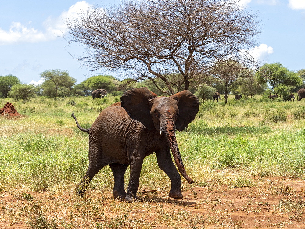 A young African bush elephant (Loxodonta africana), Tarangire National Park, Tanzania, East Africa, Africa