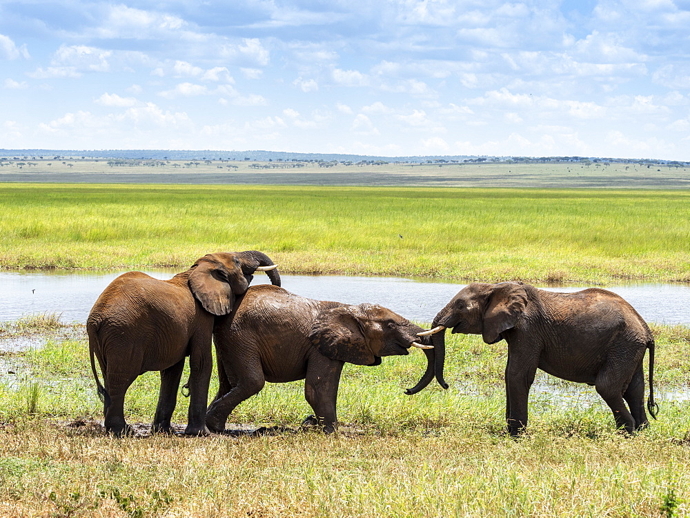 Young African bush elephants (Loxodonta africana), playing in the water, Tarangire National Park, Tanzania, East Africa, Africa