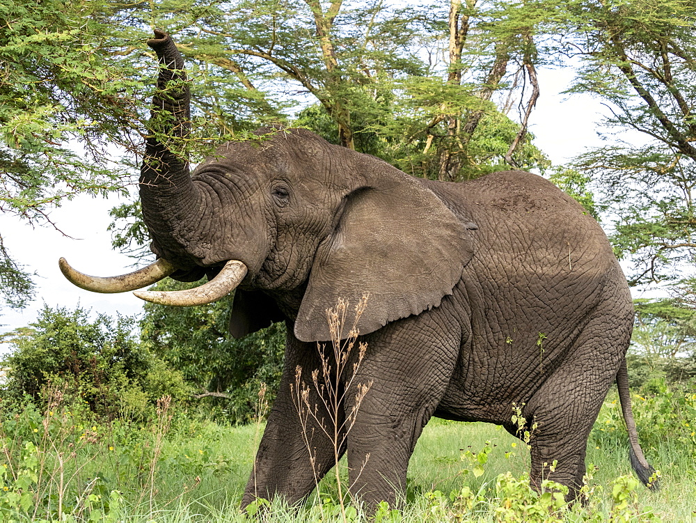 African bush elephant (Loxodonta africana), feeding inside Ngorongoro Crater, Tanzania, East Africa, Africa