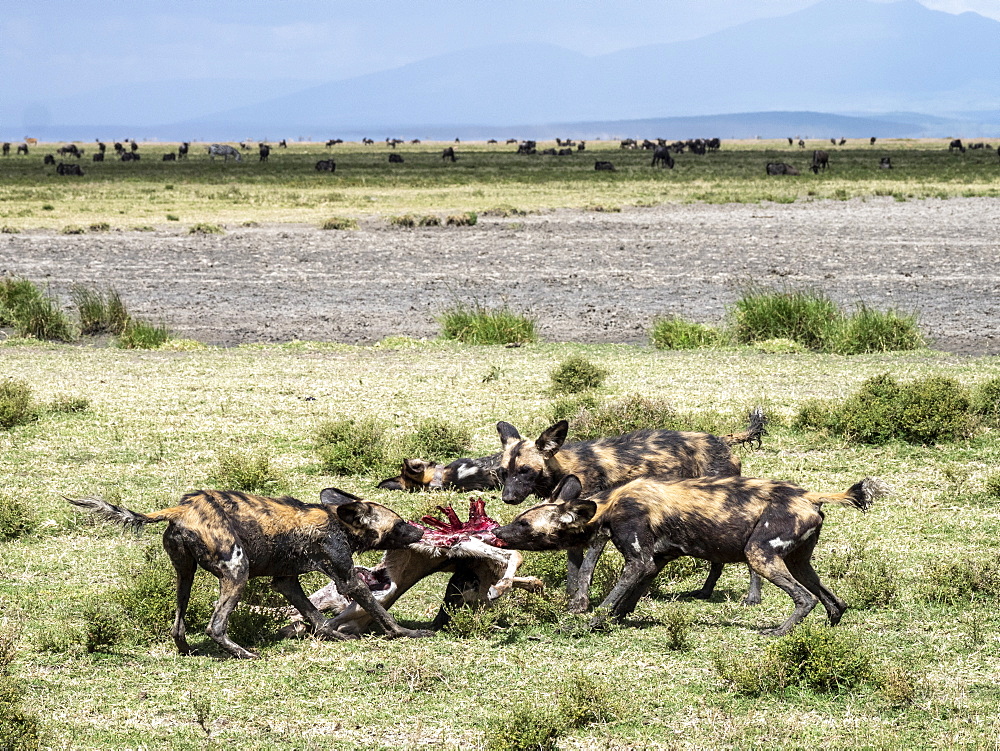 African wild dogs (Lycaon pictus), feeding on a wildebeest calf kill in Serengeti National Park, Tanzania, East Africa, Africa