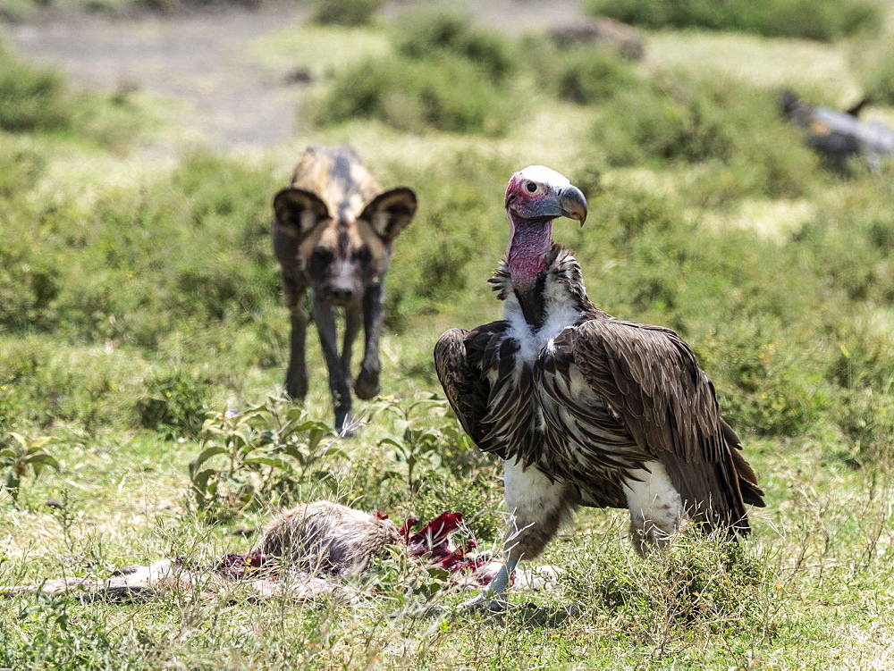 African wild dog (Lycaon pictus), pushing a lappet-faced vulture off kill in Serengeti National Park, Tanzania, East Africa, Africa