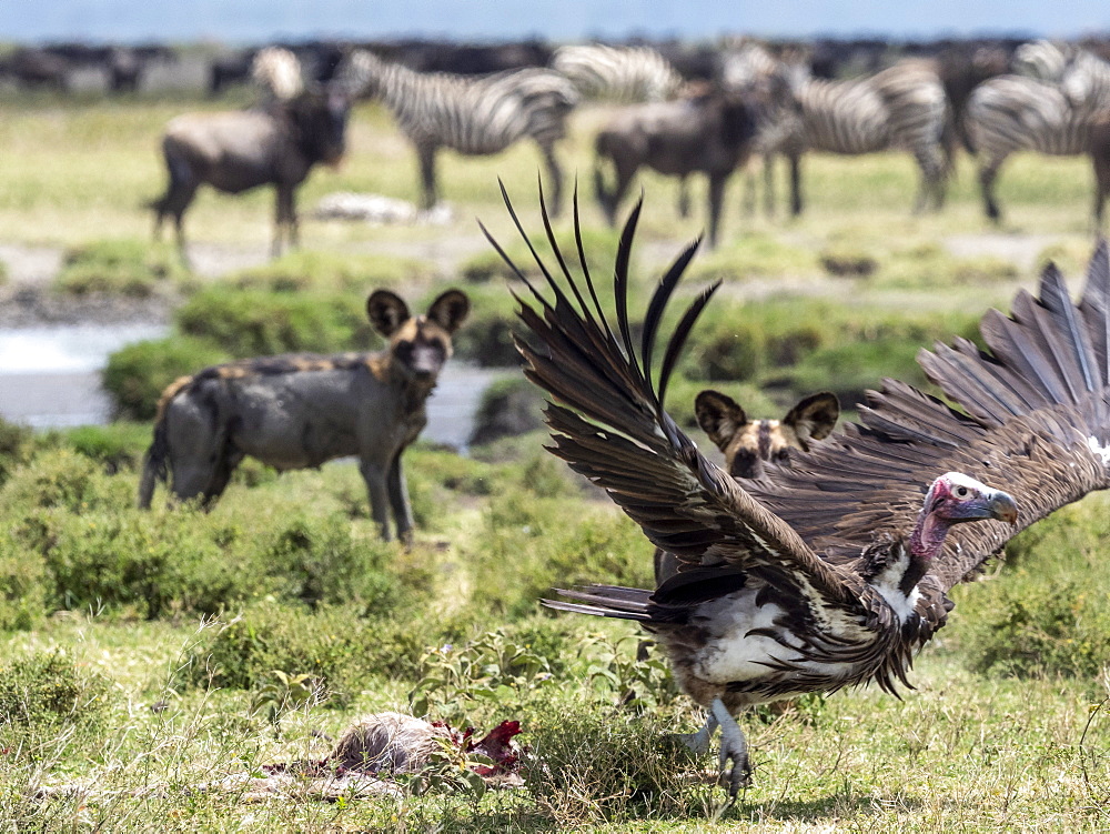 African wild dog (Lycaon pictus), pushing a lappet-faced vulture off kill in Serengeti National Park, Tanzania, East Africa, Africa