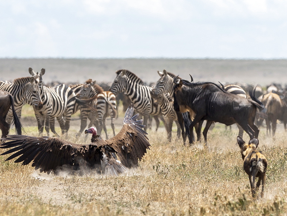 African wild dog (Lycaon pictus), pushing a lappet-faced vulture off kill in Serengeti National Park, Tanzania, East Africa, Africa