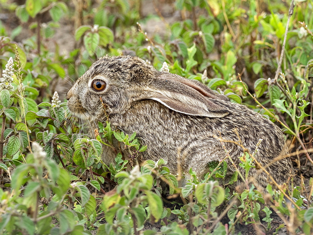 African savanna hare (Lepus victoriae), hiding in vegetation in Serengeti National Park, Tanzania, East Africa, Africa