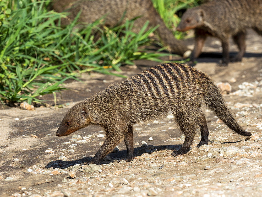 A pack of banded mongooses (Mungos mungo), near their den site in Tarangire National Park, Tanzania, East Africa, Africa