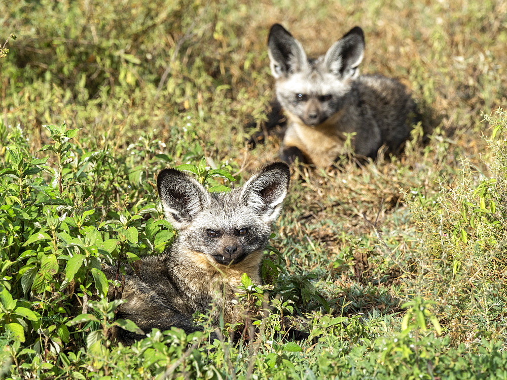 A pair of bat-eared foxes (Otocyon megalotis), Serengeti National Park, Tanzania, East Africa, Africa