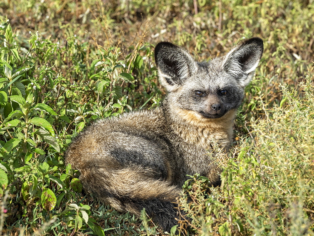 An adult bat-eared fox (Otocyon megalotis), Serengeti National Park, Tanzania, East Africa, Africa