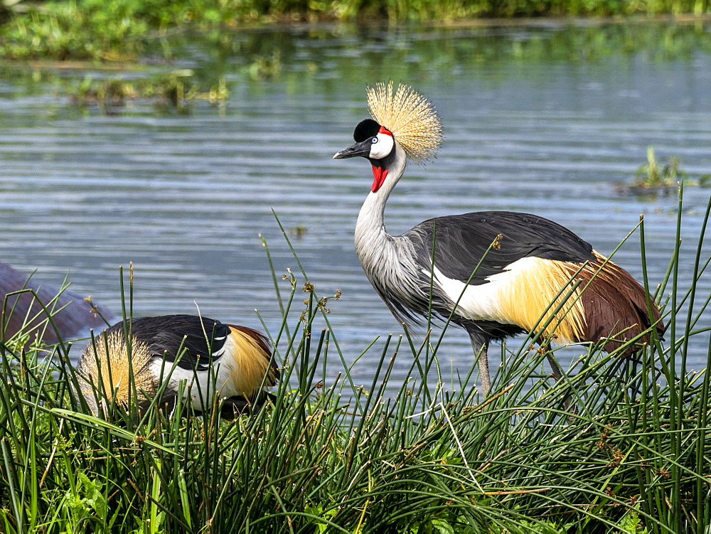 Adult African crowned crane (Balearica regulorum), Ngorongoro Crater, Tanzania, East Africa, Africa