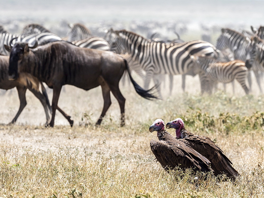 A pair of lappet-faced vultures (Torgos tracheliotos), in the great migration, Serengeti National Park, Tanzania, East Africa, Africa