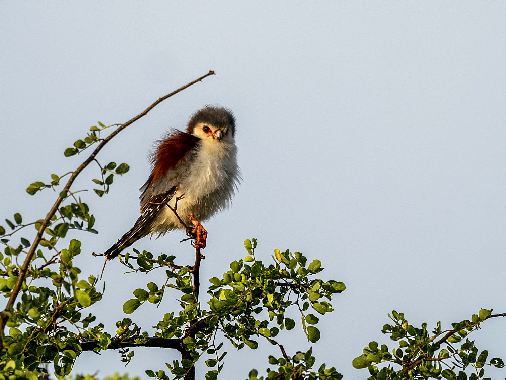 An adult African pygmy falcon (Polihierax semitorquatus), Tarangire National Park, Tanzania, East Africa, Africa