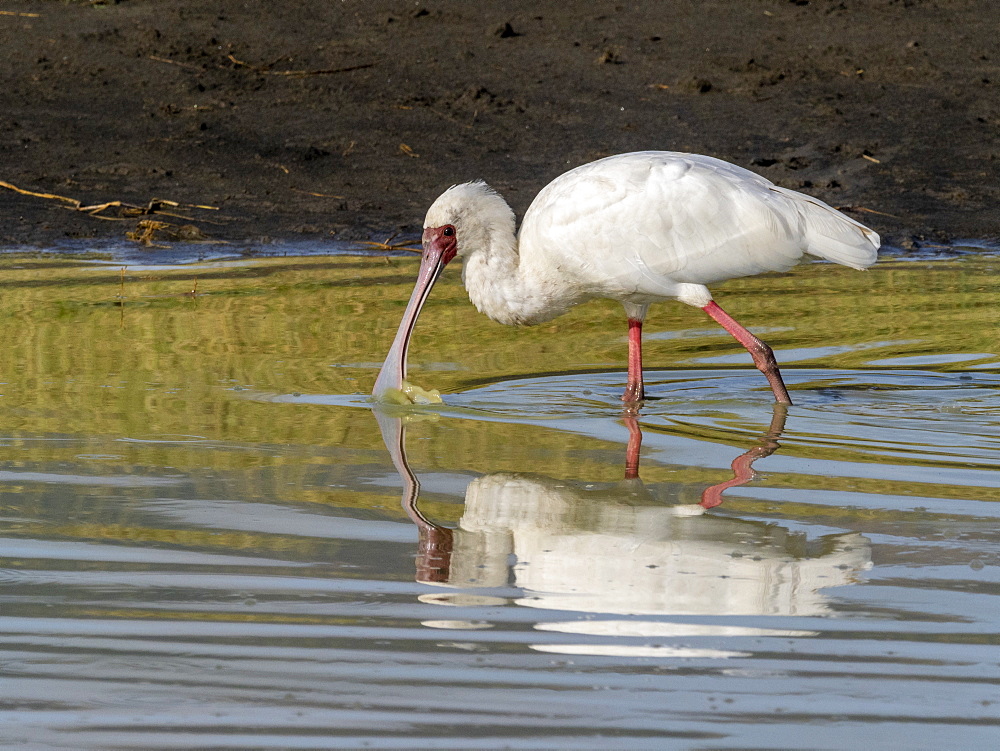 An adult African spoonbill (Platalea alba), feeding in Ngorongoro Crater, Tanzania, East Africa, Africa