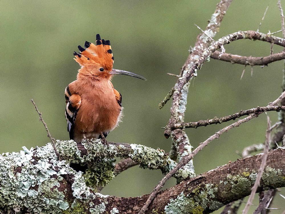 An adult African hoopoe (Upupa africana), Serengeti National Park, Tanzania, East Africa, Africa