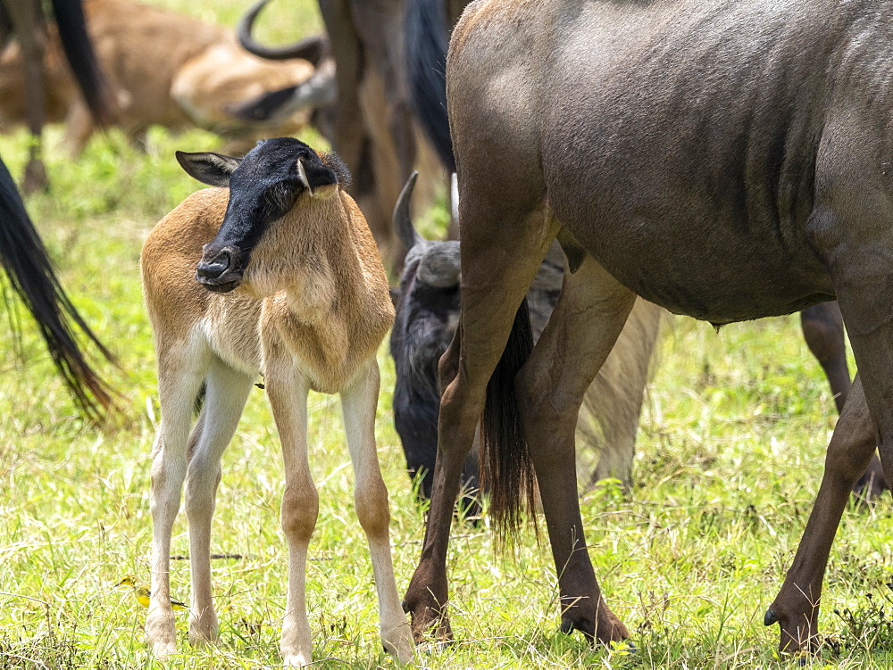 Mother and newborn calf blue wildebeest (brindled gnu) (Connochaetes taurinus), Ngorongoro Crater, Tanzania, East Africa, Africa